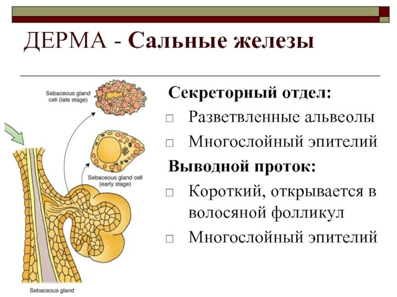 Печень сальные железы. Простая альвеолярная разветвленная сальная железа. Выводной проток сальной железы. Концевой отдел сальной железы. Сальные железы локализация.