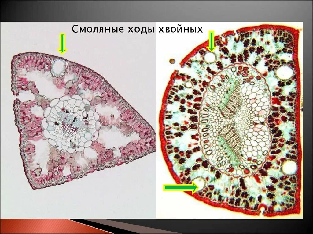 Ткань хвойных. Смоляные ходы. Смоляные ходы у хвойных. Выделительная ткань смоляные ходы. Смоляные ходы хвои.