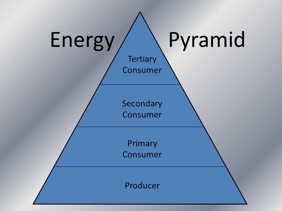 Primary secondary tertiary. Tertiary Consumer. Карнивор пирамида. Energy saving Pyramid. Energy units