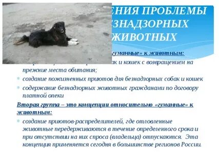 Среда обитания собаки