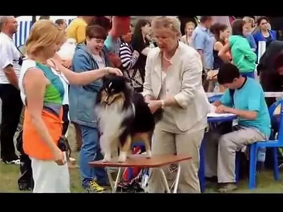 Губкин выставка собак. Колли в ринге. Вестминстерская выставка собак. Выставка собак Атлантида. Выставка собак Казань.