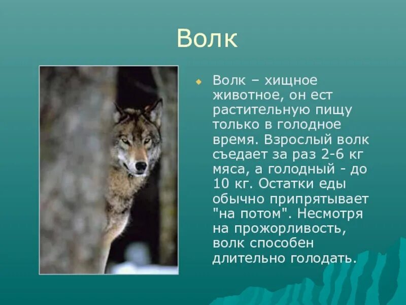 Сообщение о каком либо. Доклад про животных. рассказ о животных 3 класс. доклад на тему животные. сообщение о любом животном.
