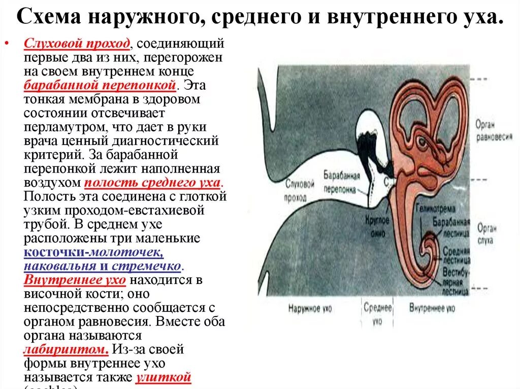 Строение и функции наружного и среднего уха физиология. Функции внутреннего уха физиология. Структура и функции наружного среднего и внутреннего уха. Наружное среднее внутреннее ухо строение и функции.