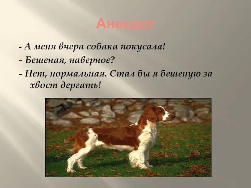 Для чего нужна собака человеку. Анекдоты про собак. презентация почему мне нужна собака. презентация кобеля. зачем нужны собаки.