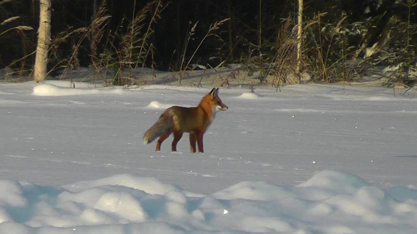 Лисица гонится за косулей скорость лисицы 11. Лиса бежит. Лисица охотится на зайца. Лиса охотится зимой. Лиса догоняет зайца.