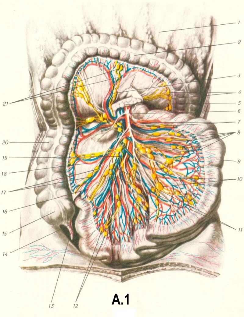 Лимфатические узлы в кишечнике. Топография брыжейки толстой кишки. Брыжейка тонкого кишечника топография. Брыжейка тонкой кишки анатомия. Топография корня брыжейки.