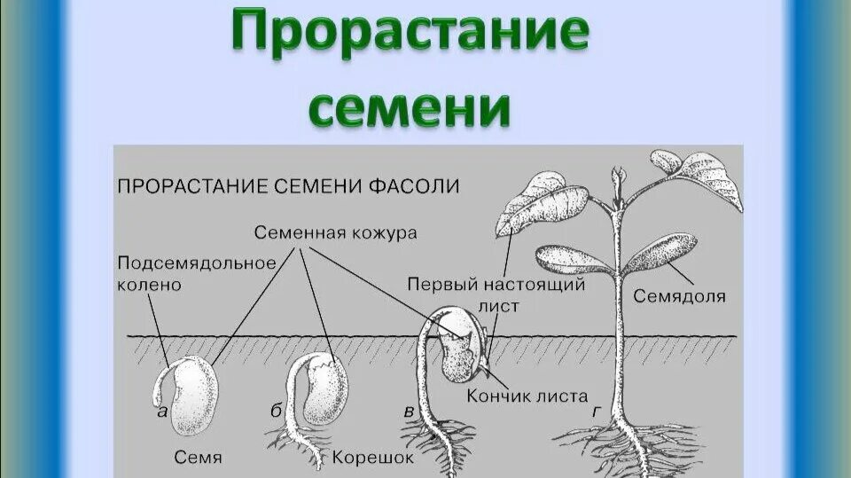 Как называется проросшее семя. Схема прорастания семян 6 класс. порядок фаз прорастания семян. фазы прорастания семян фасоли. прорастание семени фасоли последовательность.