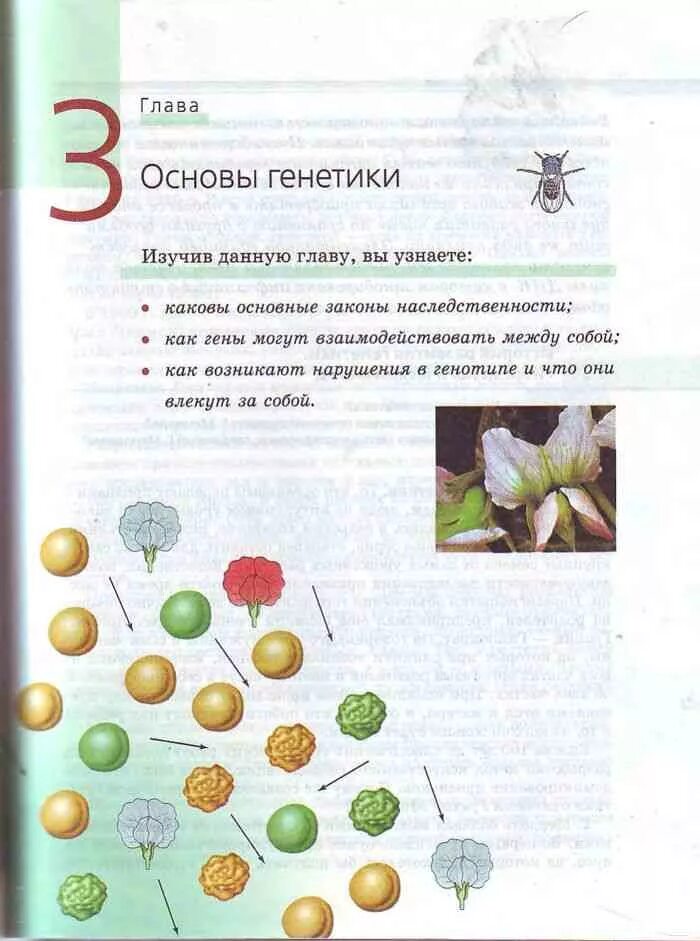 Биология 10 класс пасечник базовый уровень читать. Биология 10 11 класс криксунов пасечник. книга по биологии 10-11 класс пасечник. учебник по биологии 10 класс пасечник каменский. книга по биологии 11 класс пасечник.