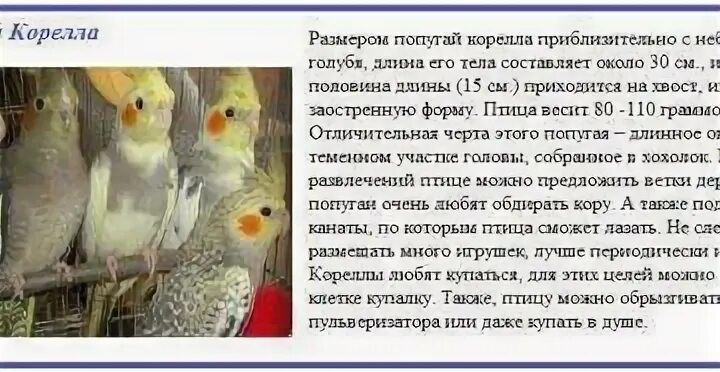 Содержание корелл в домашних. Описание рассказ про попугая корелла. Попугай корелла сообщение кратко. Описание попугая кореллы. Сообщение о попугае корелла.