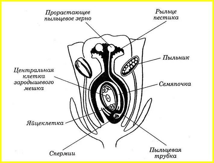 Схема опыления и оплодотворения цветковых растений. Процесс оплодотворения растений биология 6 класс. Оплодотворение у цветковых растений схема без подписей. Схема двойного опыления цветковых растений. Клетка которая образует завязь