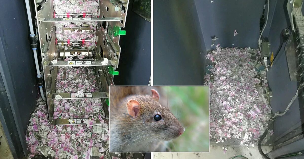 Крыса быстро забралась в маленькую. Мышь съела деньги. Мышь забралась в банкомат. Завелись мыши. Мыши в доме.