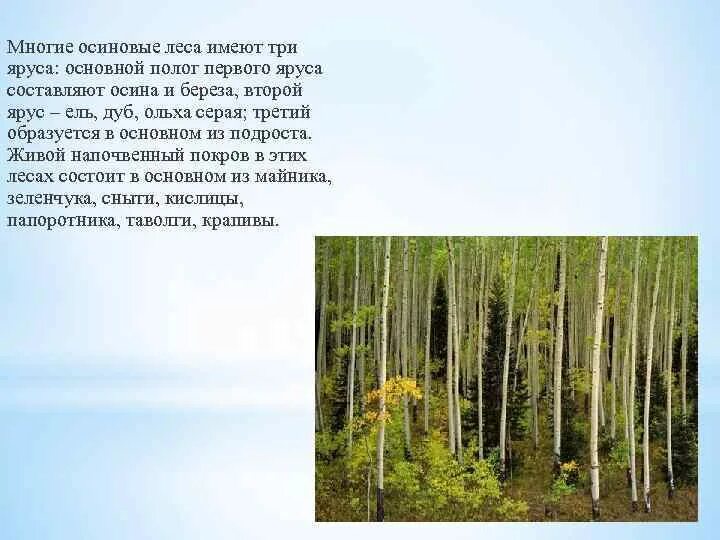 Осинник составить предложение. Осинник составить предложение