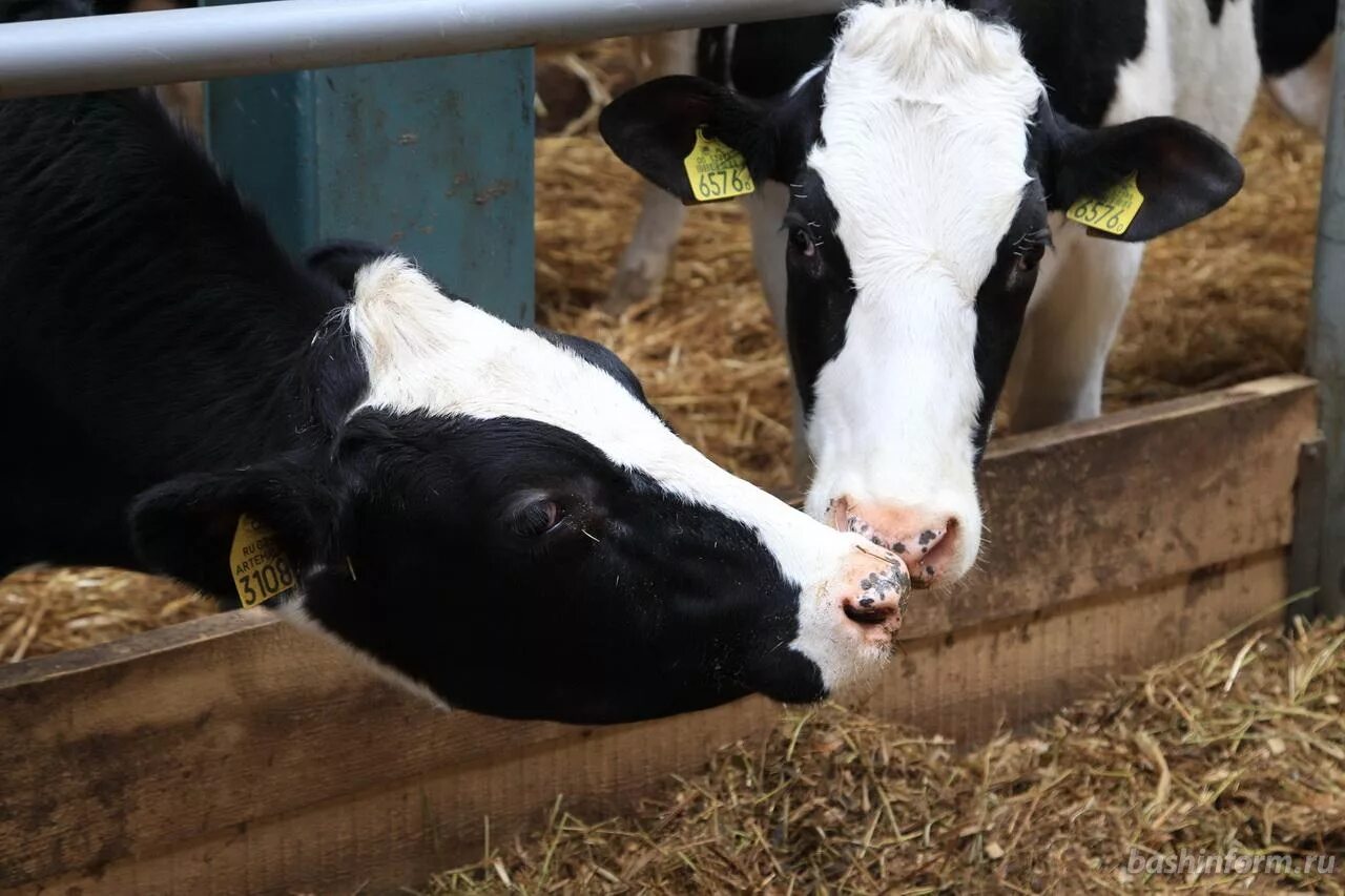 Хоз партнерства органы управления. Хозяйственные партнерства крестьянские фермерские хозяйства. Хозяйственные партнерства крестьянские фермерские хозяйства. Правовой режим крестьянских (фермерских) хозяйств. Хозяйственное партнерство производственный кооператив.