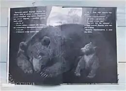Киш медведь текст