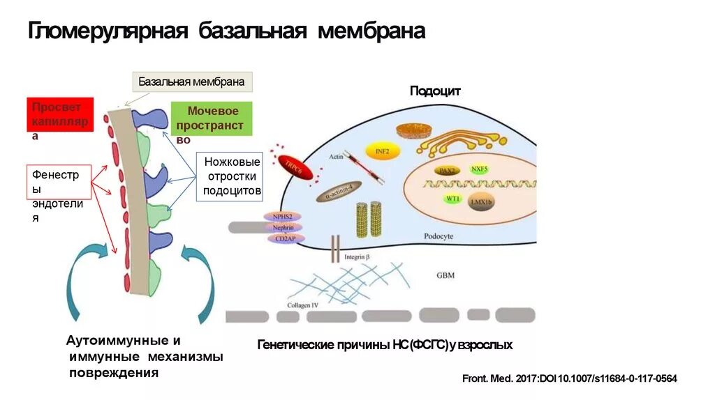 Строение базальной мембраны эпителия гистология. Структура базальной мембраны. Наличие базальной мембраны. Наличие базальной мембраны. Строение базальной мембраны гистология.