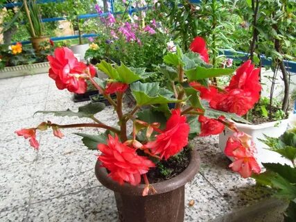 Клубни ампельной бегонии