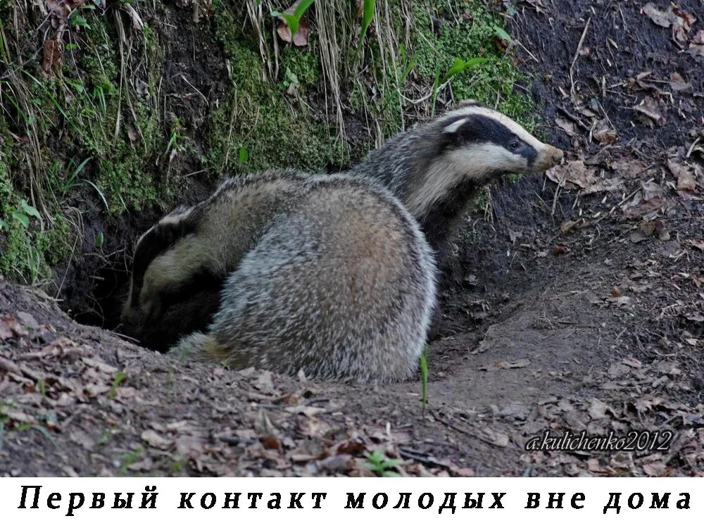 Бобры и барсуки. Бобр и барсук. Бобр и барсук разница.