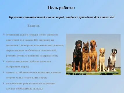 Особенности собак кратко