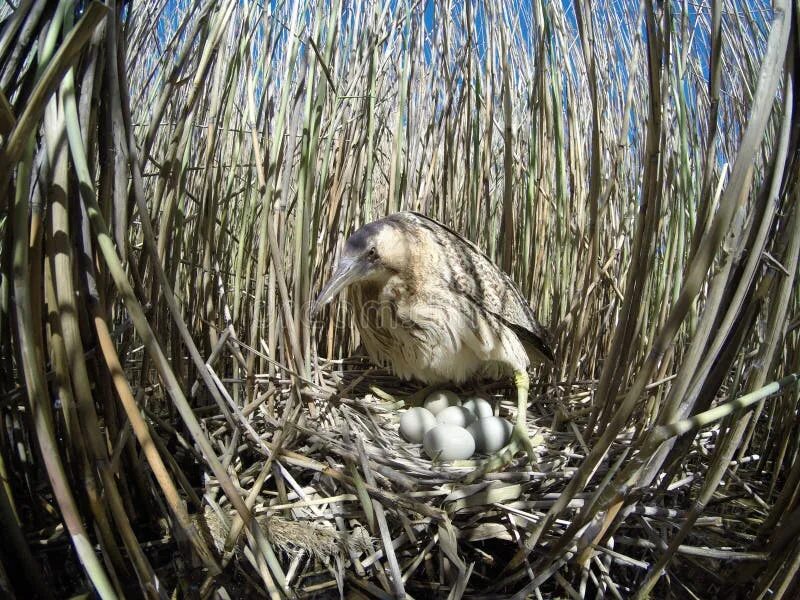 The nest of pea. Большая выпь гнездо. гнездо выпи. great bittern nest.