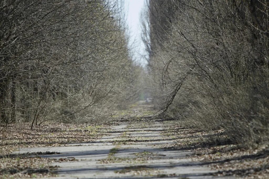Чернобыль дорога в припять. Зона отчуждения дороги. Зона отчуждения дороги это. Дорога картинка. Чернобыль дороги.