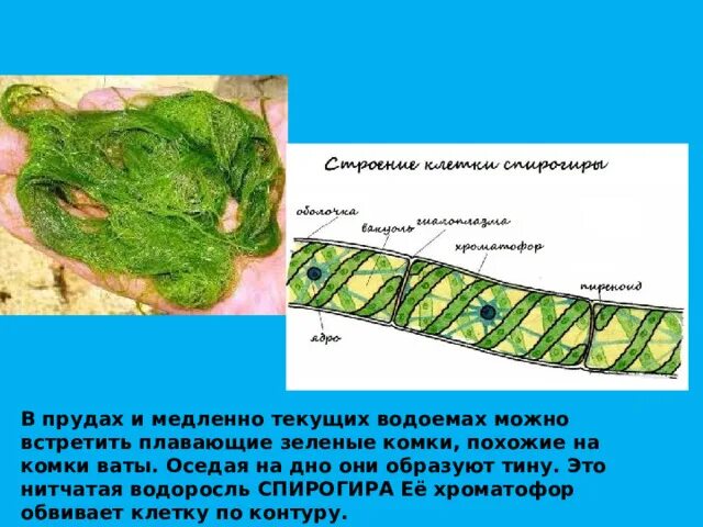 Образование тины. Спирогира зеленая нитчатая водоросль. Нитчатые водоросли спирогира схема. Строение нитчатой водоросли спирогиры. Спирогира строение.