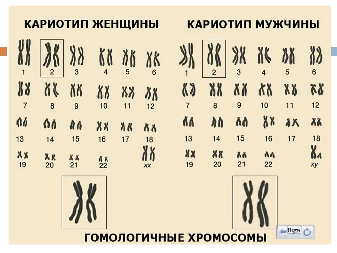 Кариотип человека определяют. Идиограмма кариотипа человека. Кариотип 46. Калио Тип. Мужской и женский кариотип.