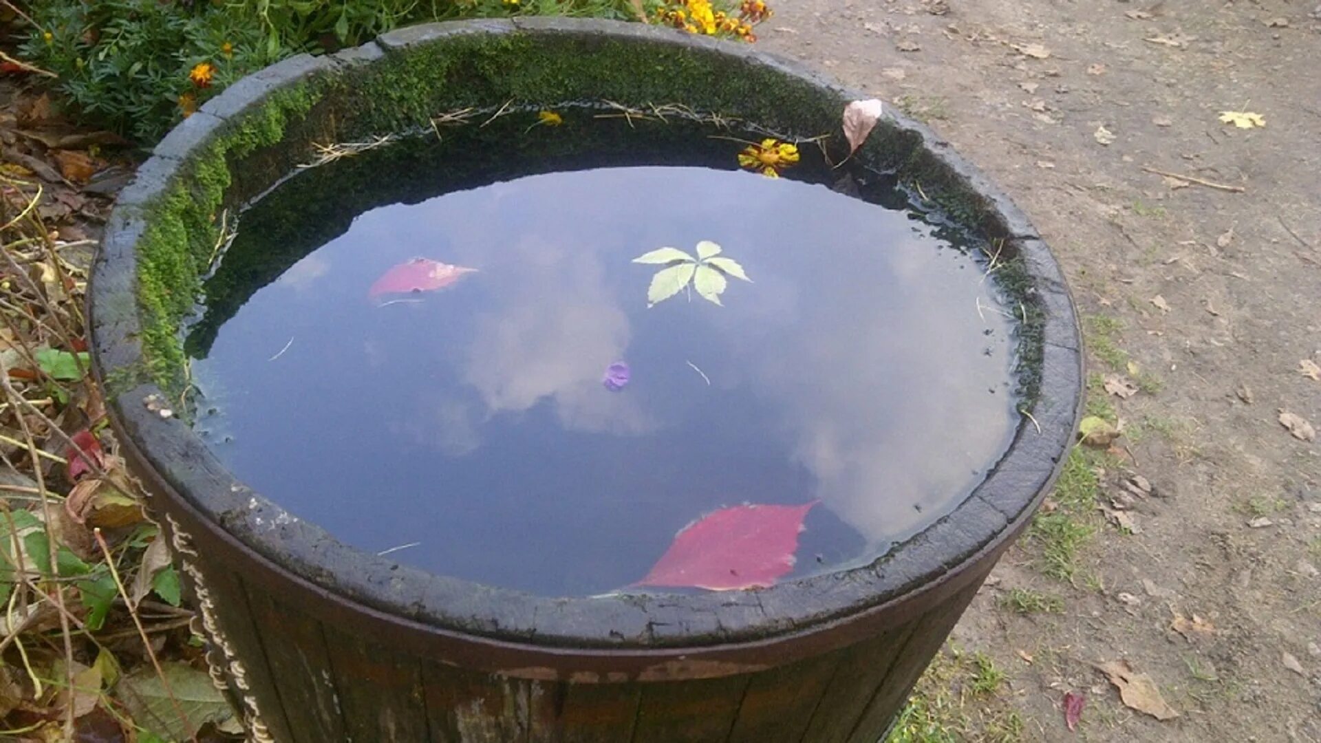 Разлила ведро воды. Бочка для воды. Вода в бочке. Ведро для воды в саду.