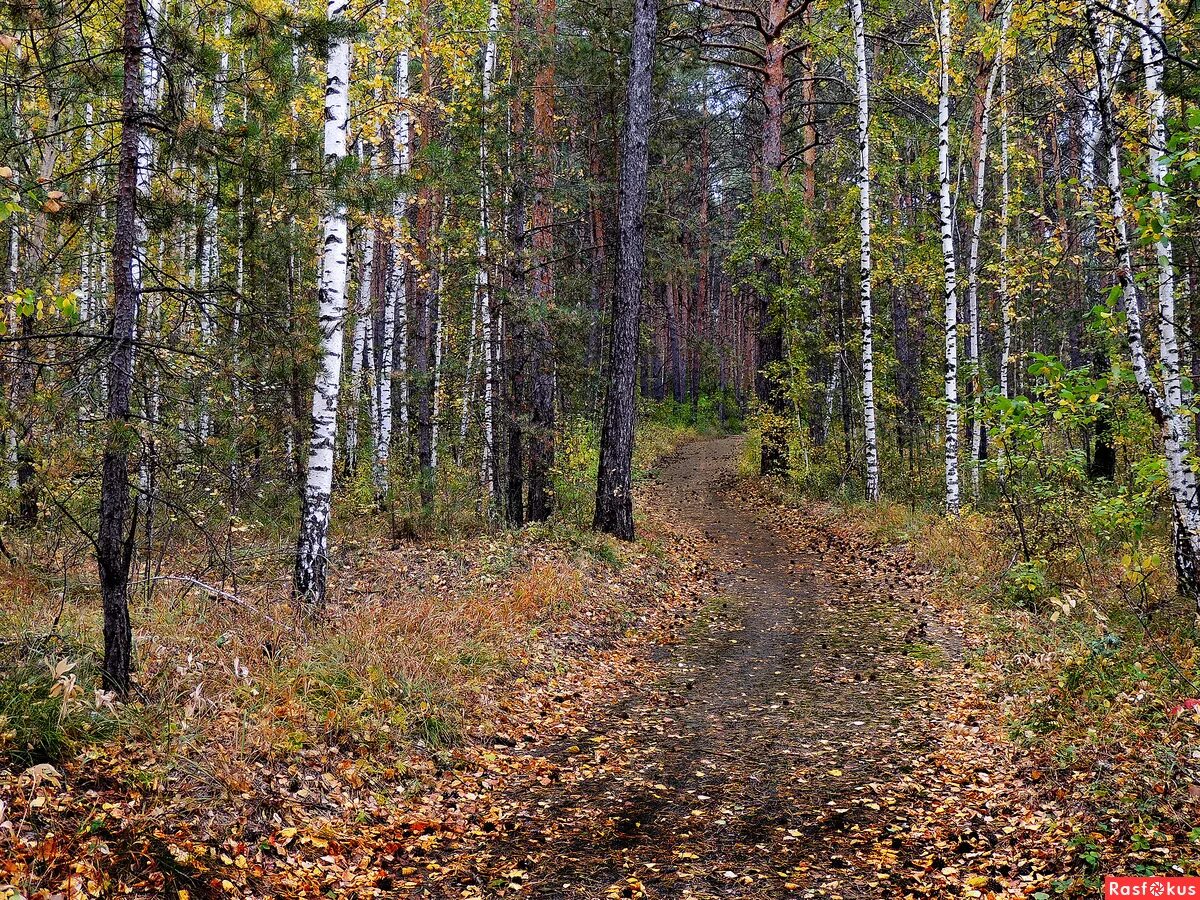 Мы вступаем в глубь леса. Леса челябинска. глубь леса. вглубь леса. глубь леса фото.