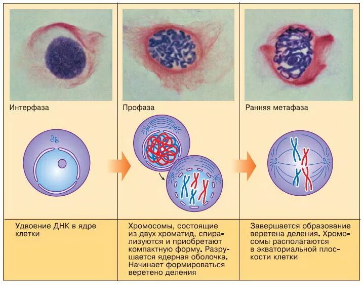 Клеточное деление интерфаза. Фазы деления клетки интерфаза. Фазы клетки интерфаза. Интерфаза период между делениями клетки. Жизнь клетки до ее деления