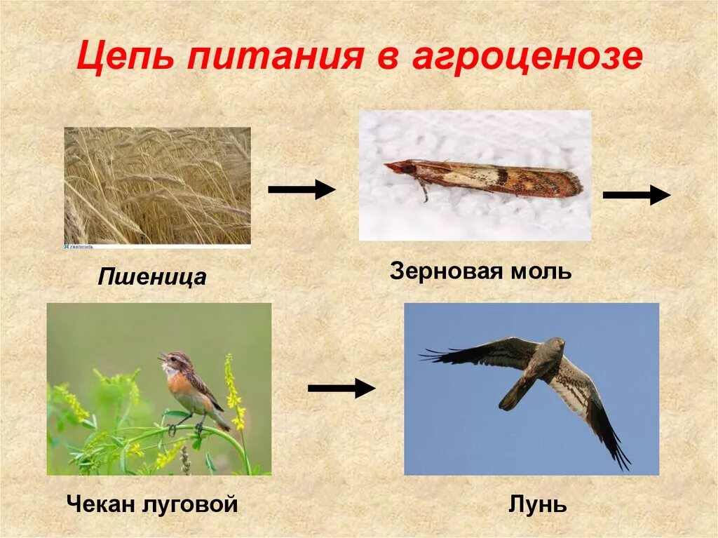 Цепь агроценоза