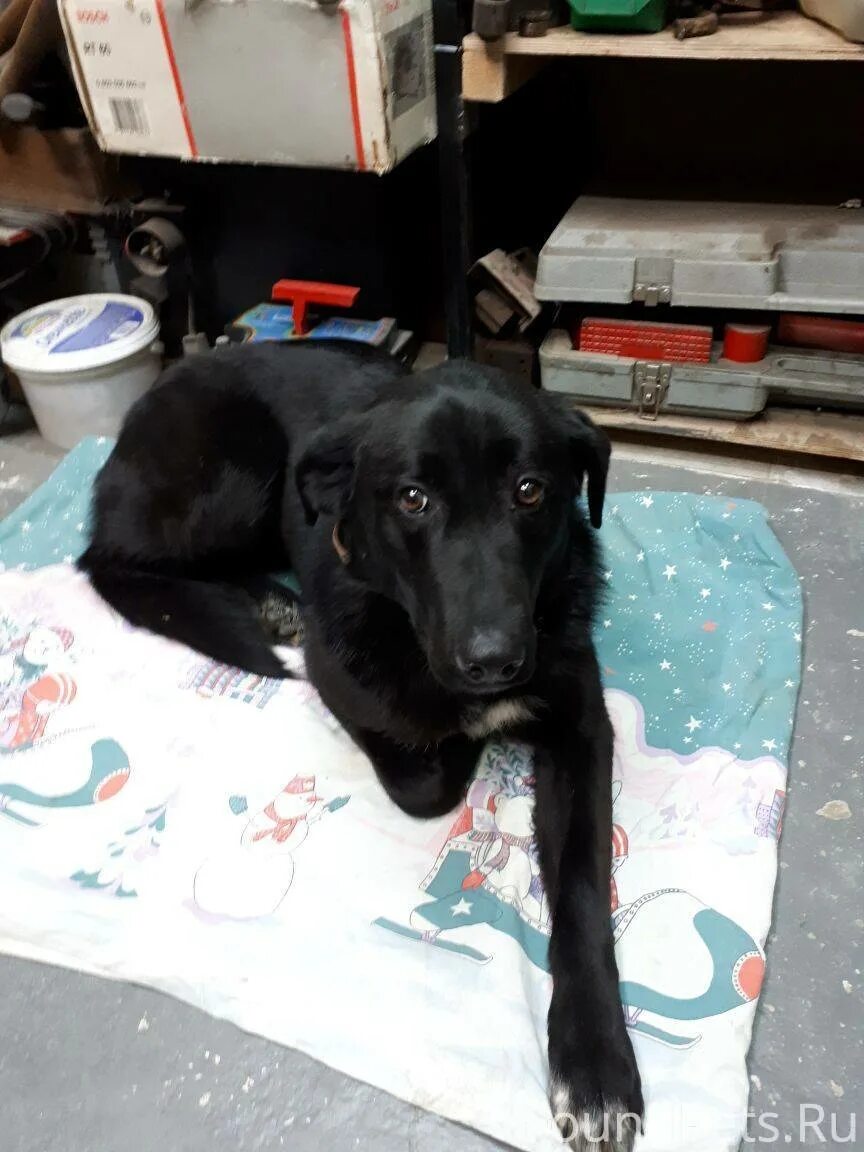 Виктория боня с собакой. Боня собака девочка. Боня собака. Виктория боня шоколя порода собаки. Пес боня.