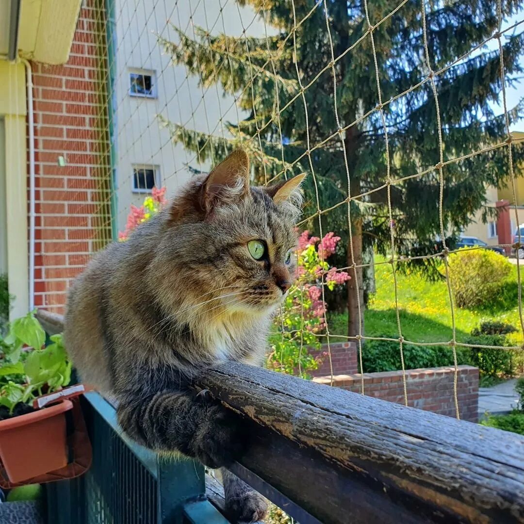 Кот на балконе. Балкон для кошек. Злой кот на балконе. Кота заперли на балконе.