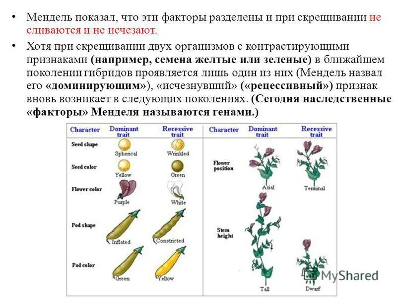 Установите соответствие между законами г менделя