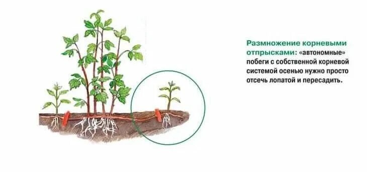 Размножение вьющихся. Черенкование плетистой розы. черенкование роз отводками. укоренение плетистой розы. размножение розы стеблевыми черенками.