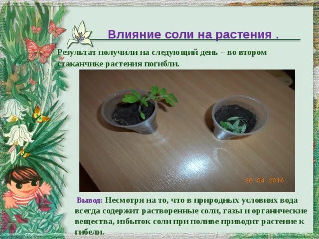 Влияние соли на растения. Эксперименты с растениями. Опыты с растениями. Опыт влияние соли на растения.