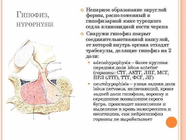 Турецкие седло кость. Турецкое седло анатомия. Строение гипофиза человека. Анатомия турецкого седла и гипофиза.