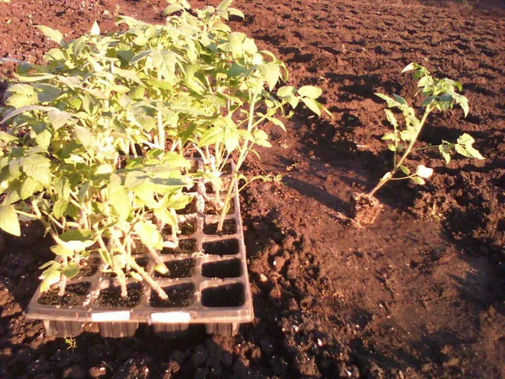 Сколько растет рассада помидор до высадки. Сколько растет рассада помидор до высадки. Полив рассады. Рассада томатов по дням. Пикирование рассады помидор.