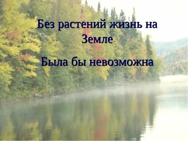 Жизнь без растений невозможна. Почему невозможна жизнь животных без растений. Растение без. Зачем растение в природе. Жизнь без растений невозможна.