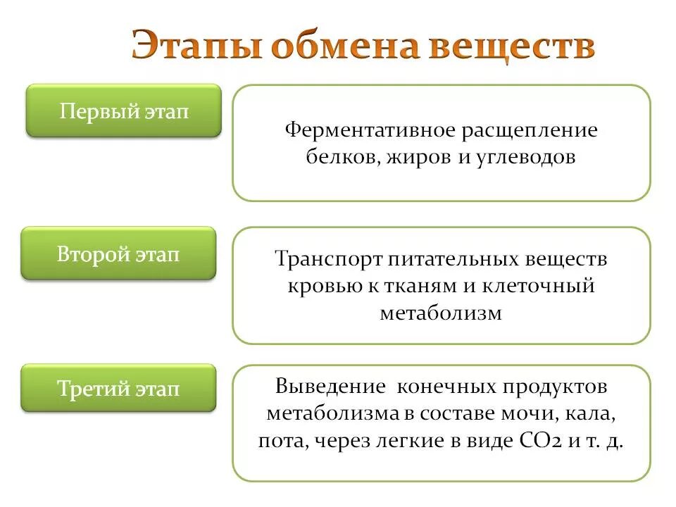 Три этапа обмена. Назовите основные этапы обмена веществ.. 2. Основные этапы обмена веществ в организме. Каковы этапы обмена веществ. Стадии(этапы) обмена веществ:.