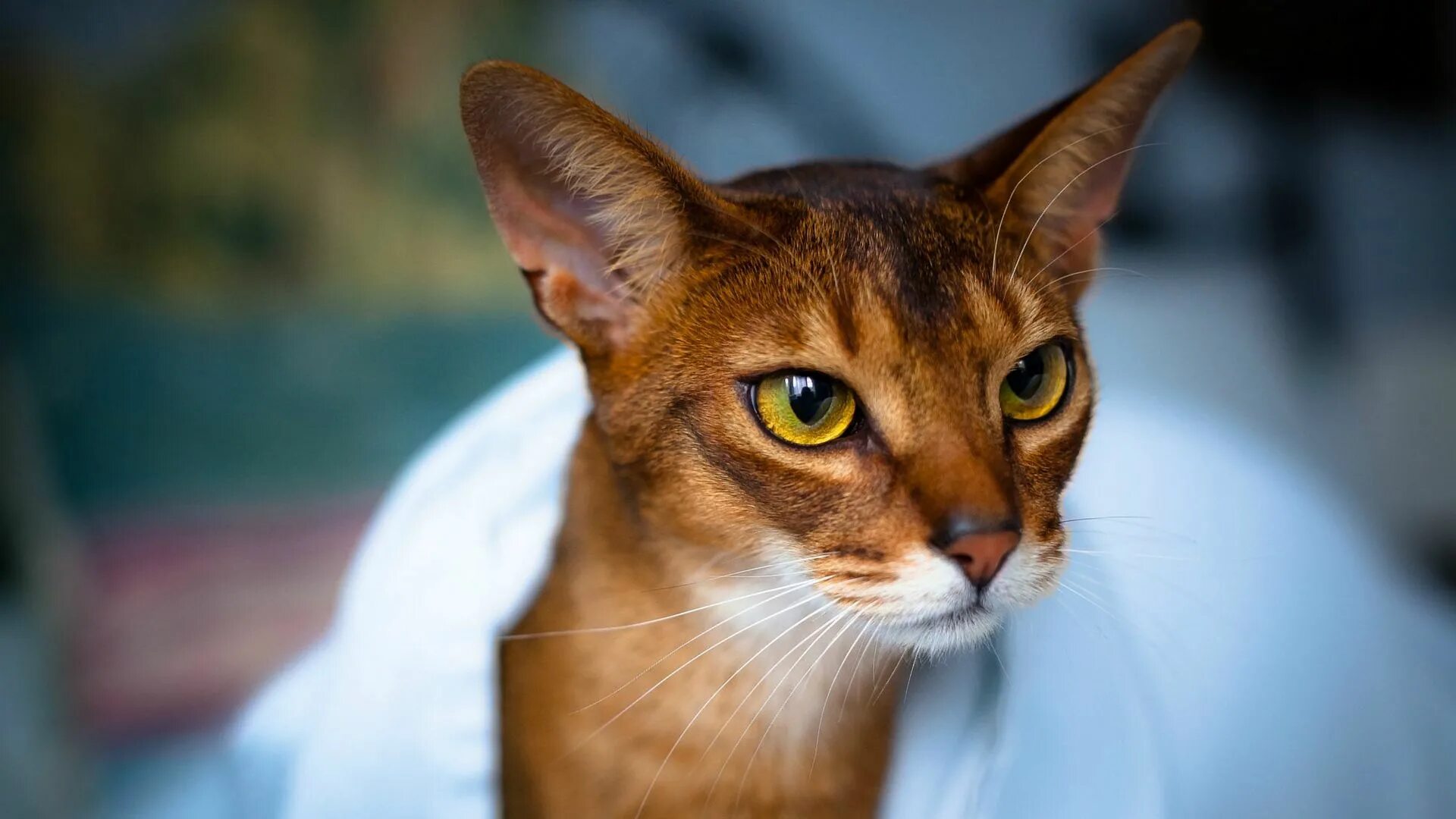 Хорошие качества кота. Абиссинская кошка. Порода кошек абиссинец. Ориентальные абиссинцы. Египетская порода кошек Абиссинская.