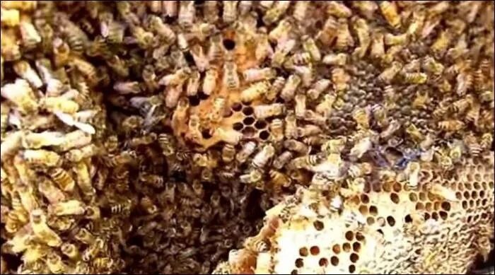 Пчелы внутри улей. Внутри улья пчел. пчелиный улей изнутри. пчелиный улей внутри. что внутри ули пчел.