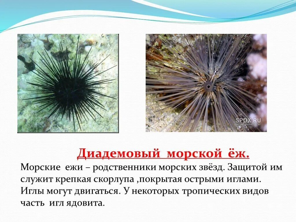 Морской еж класс животных. Диадемовый морской еж. морской еж описание. морской еж 2 класс. морские ежи презентация.