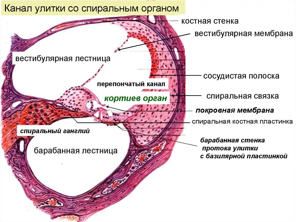 Аксиальный срез улитки гистология. Спиральный канал улитки строение. Улитковый Лабиринт гистология. Улитка внутреннего уха гистология препарат.