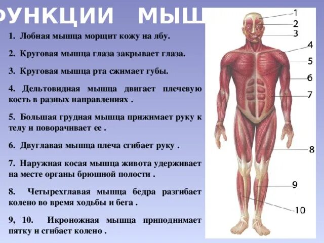 Значение мышечного чувства для людей разных профессий. Мышцы человека. Мышцы человека 3 класс. Мышцы человека презентация. Опорно-двигательная система человека.