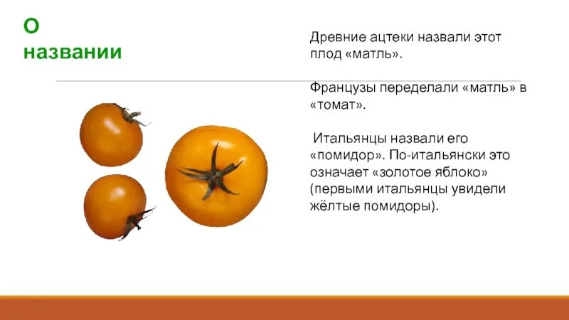 В каких предложениях описывается внешнее строение томата. Строение томата. строение томата презентация. томат строение задания. строение плода помидора.