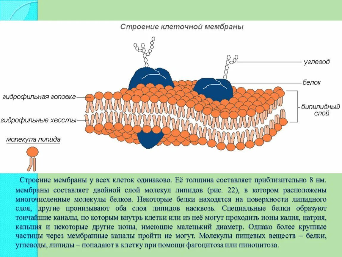 Фосфолипиды влияют на. Фосфолипиды клеточной мембраны строение. липид в структуре клеточной мембраны. строение плазматической мембраны фосфолипиды. фосфолипиды в мембране клетки.