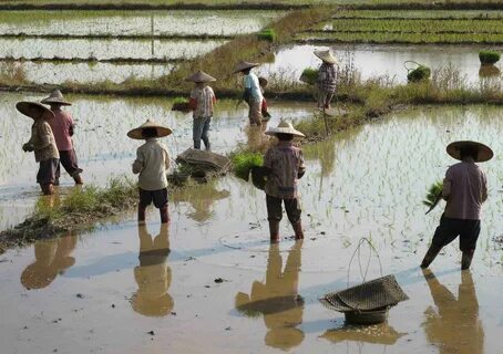 Human farm