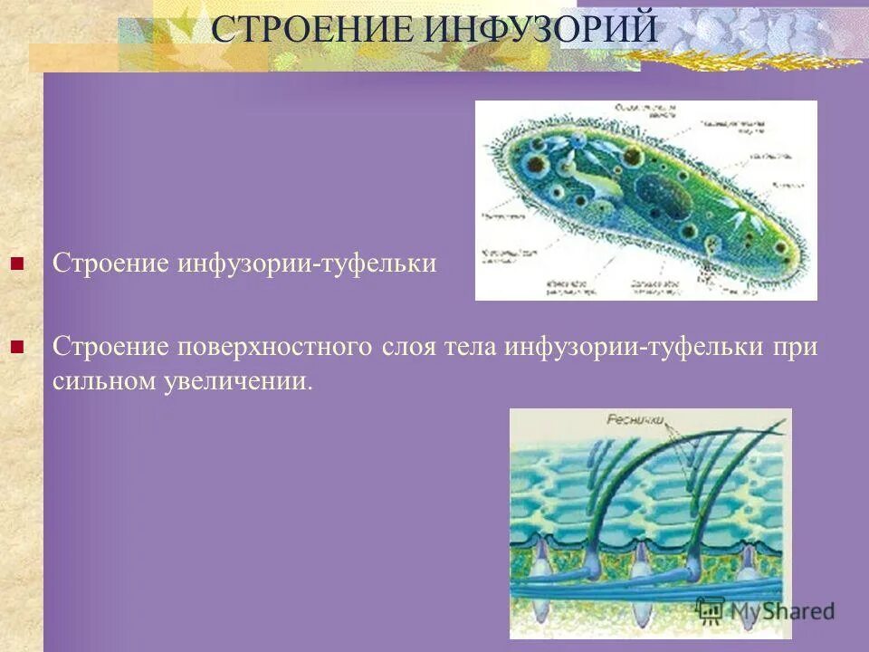 Строение простейших многоклеточных организмов. Инфузория питание гетеротрофное. Гетеротрофные протисты. Простейшие животные слои тела. Выход многоклеточных животных на сушу произошел