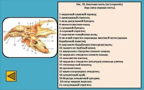 Правая и левая височная кость