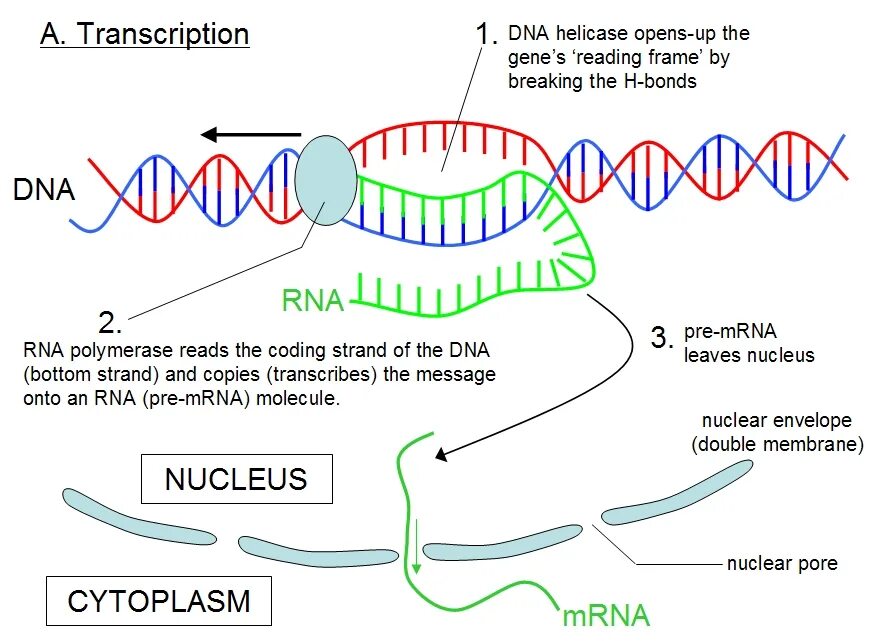 Фермент хеликаза. Полимераза RNA. ДНК полимераза. ДНК полимераза функции. ДНК-зависимая РНК-полимераза.